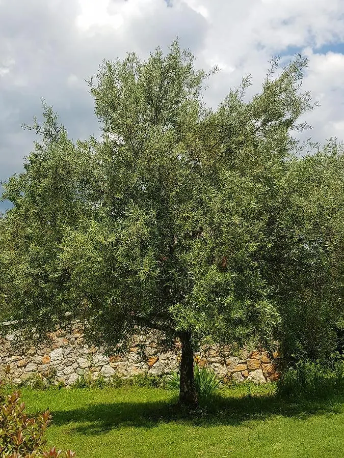 Apartmani Adria Opatija 0*,